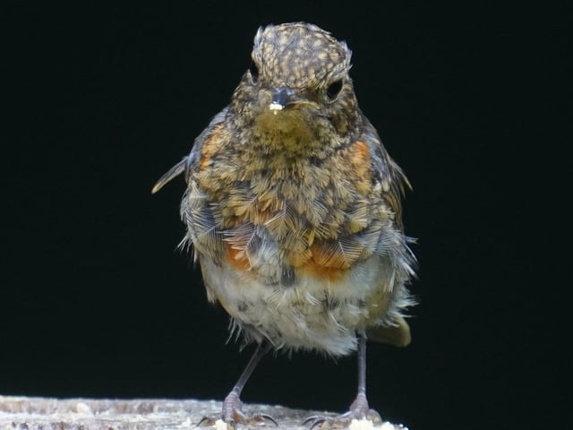 Juvenile robin just beginning to get its adult red plumage.