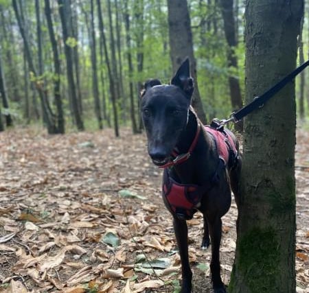Here is Lassie, a two year and two months old female Greyhound.  A sweet girl, she came to Jerry Green after being retired from racing, with a few other greyhounds. She is definitely the most confident. Sometimes black greyhounds stick around at the shelter for a little longer, but it is hoped she will be the exception. She needs a loving home soon, with children aged 12 and above. She can be a teeny bit nervous of new people but comes round quickly especially if they have a bit of food. She needs a quiet home with a family of her own. She may be able to live with a dog of a similar size to play chase games, but is not suitable for a home with other small, furry animals.
She needs a secure garden, could be left for one to two hours, once settled. Greyhounds enjoy the couch potato life. To find out more about the home Lassie is looking for please visit https://www.jerrygreendogs.org.uk/adopt-a-dog