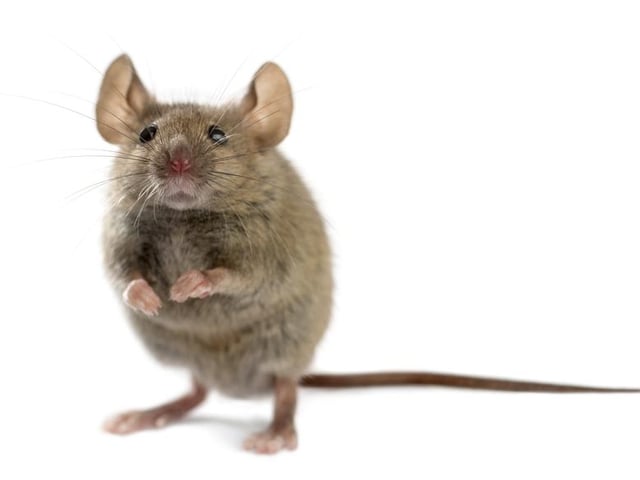 Familiar and affectionate contraction of beast. "Wee, sleeket, cowran, tim'rous beastie."