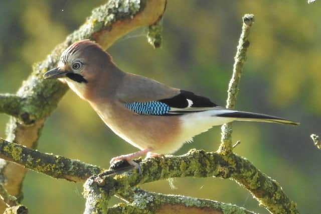 A jay, pictured by Prof Ian D Rotherham