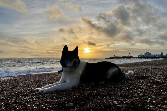 Adam and Terry's photo reminds us there could be few nicer views than Southsea seafront to enjoy while walking the dog.