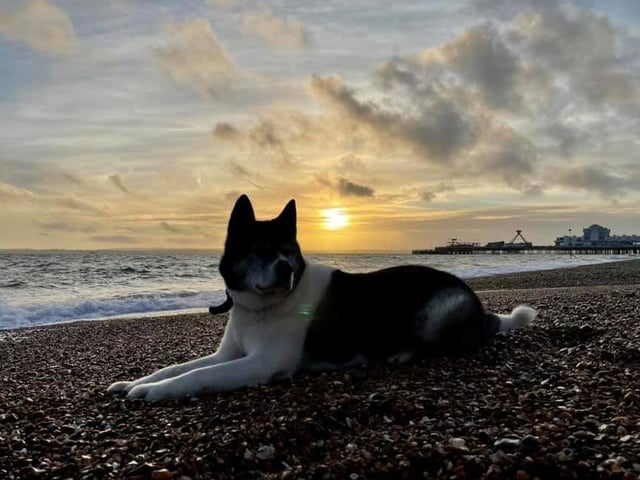 Adam and Terry's photo reminds us there could be few nicer views than Southsea seafront to enjoy while walking the dog.