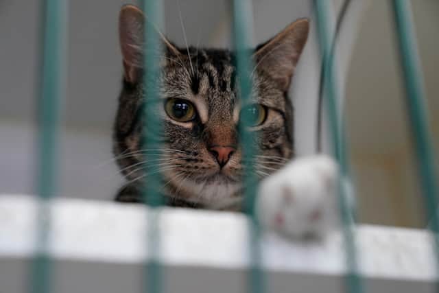 A 'pet food bank' in Sheffield sys people are choosing to feed their pets before themselves because of the cost of living. Photo by TIMOTHY A. CLARY/AFP via Getty Images.