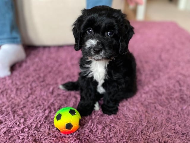 This ridiculously photogenic dog is Ollie, a cockapoo, who lives with owners Paige and Chris