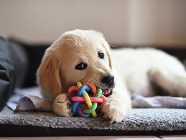 Molly ranked as the seventh most popular female dog name, with Oscar ranking seventh for males.