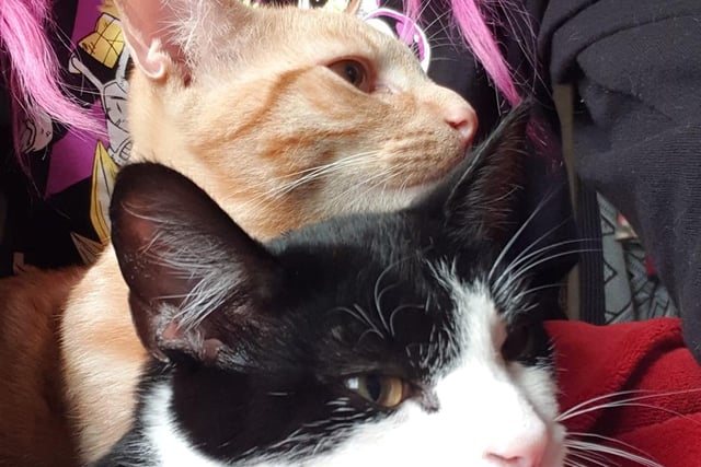 Kelly Oakey welcomed her two moggies, Kimchi and Tofu, over lockdown to help keep her company when she's feeling unwell with fibromyalgia. "I don't know what I'd do without them," she added. They also have a sibling called Mochi.