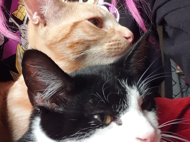 Kelly Oakey welcomed her two moggies, Kimchi and Tofu, over lockdown to help keep her company when she's feeling unwell with fibromyalgia. "I don't know what I'd do without them," she added. They also have a sibling called Mochi.