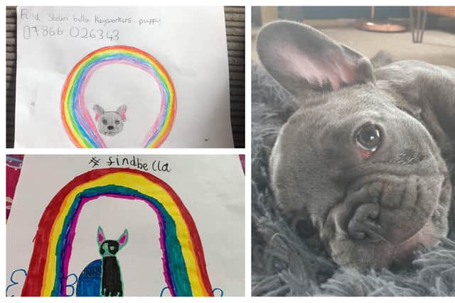 Bella the stolen French bulldog puppy, and some of the posters created by children who are desperate to help track her down