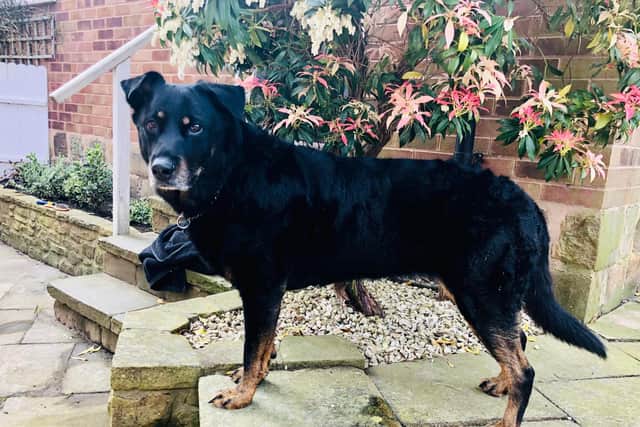 A tribute to Sapphire, a much-loved rottweiler-Labrador cross breed, has been created by her devastated family in Stannington, Sheffield