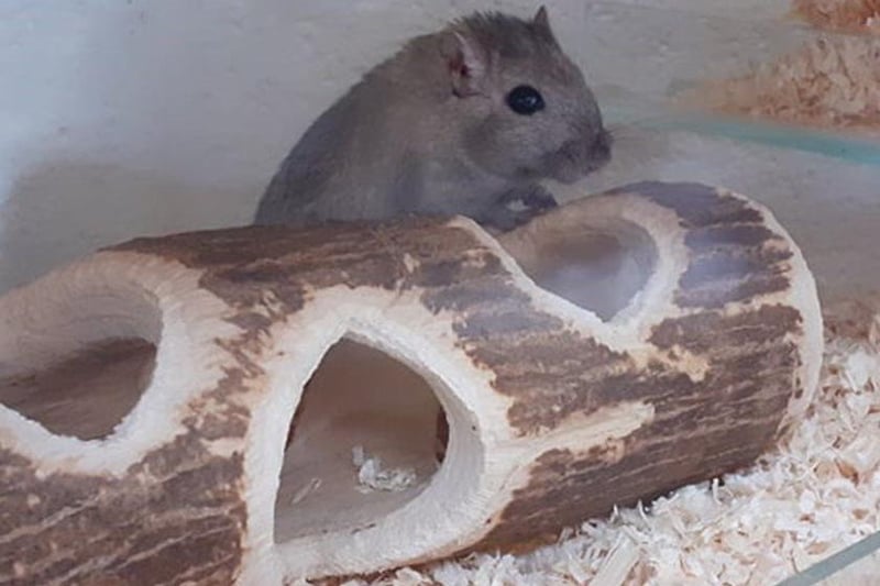 “Jaffa is a curious gerbil who loves to dig tunnels and explore. Jaffa is a little timid but just needs handling and his confidence will build. Could you offer him his perfect home?”
