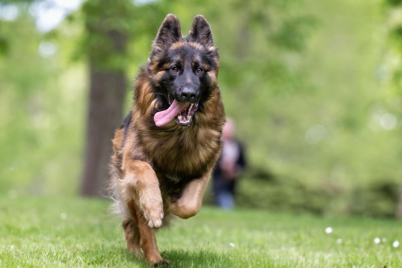 German Shepherd registrations have also slowly been declining - there were 7,000 registrations in 2020 putting them in at eighth place, compared to nearly 10,000 registrations in 2011.