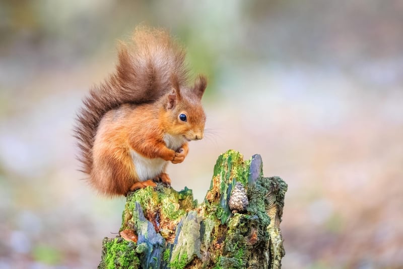 Look out for native red squirrel in the surrounding countryside.