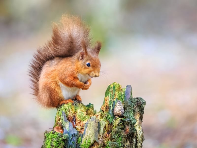 Look out for native red squirrel in the surrounding countryside.