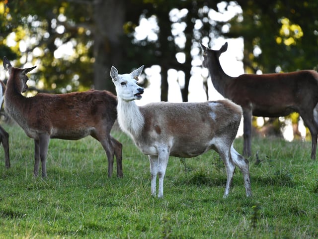 Deer at Culzean.