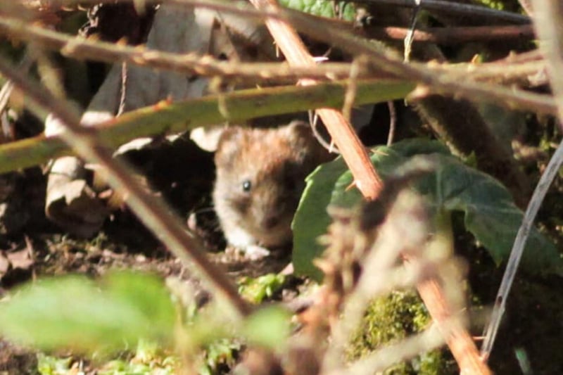 Robert Hamilton managed to capture this amazing picture of a field mouse in Bantaskine Estate.