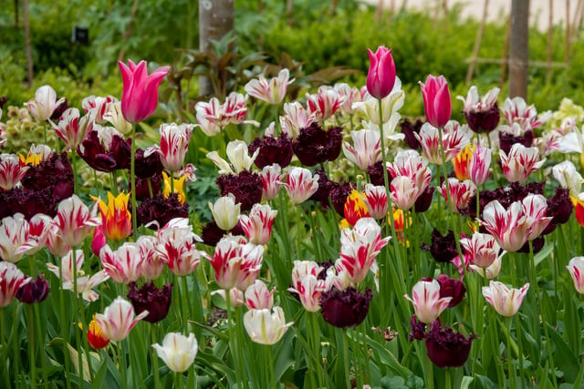 An array of tulips at The Alnwick Garden, May 2020. Picture by Jane Coltman.