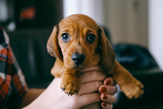 The beloved Dashund or 'Sausage Dog' has soared in popularity, with the breed now being sold for an eye-watering £1,190, up 58% since last year.