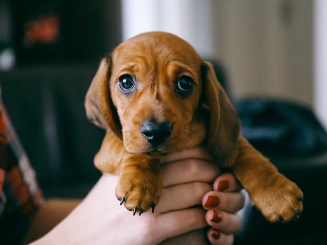 The beloved Dashund or 'Sausage Dog' has soared in popularity, with the breed now being sold for an eye-watering £1,190, up 58% since last year.