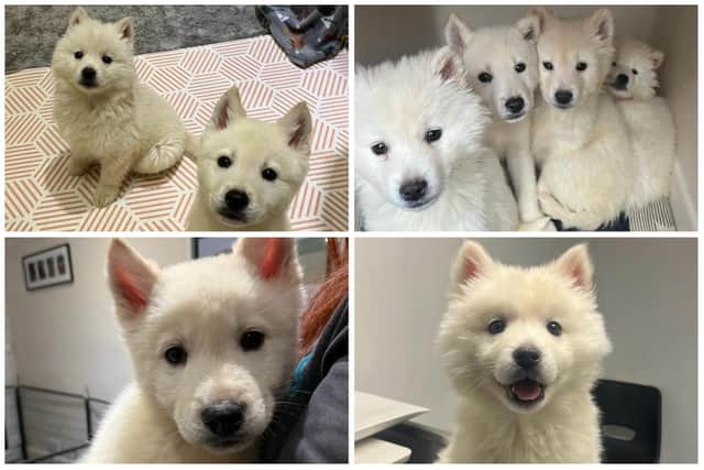 Could you adopt a Husky x Akita snow dog pup?