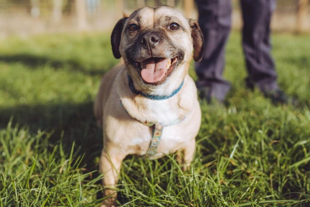 Buddy, a six-year-old pug, loves attention more than anything else. He may love people, but he may have difficulties if he's not the only dog in the house.