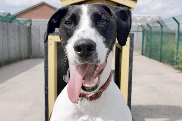 Stanley is a big overgrown puppy at heart and is very eager to learn new things. He can be worried by new faces, so will need a quiet home without too many visitors. He tends to be more worried by men, so introductions should be done gradually. Breed: Pointer - English.