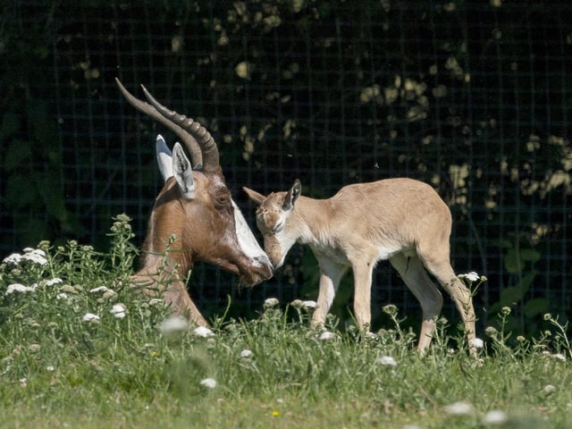 Blesbok.
