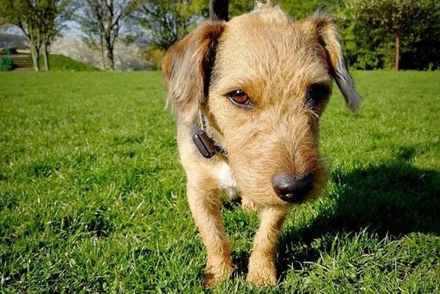Doug the dog proudly describes himself as a “scruffy mongrel from Sheffield” in his bio and loves playing fetch with his collection of tennis balls. He can be found digging around for big sticks, watching over the local widlife at Heeley City Farm and taking lots of naps during lockdown.