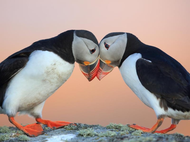 As little black and white birds go, puffins are perhaps second only to penguins in the cuteness stakes. But, unlike penguins, you likely don’t have to travel too far to see puffins in the wild. They can be spotted at certain times of year at Bempton Cliffs in Yorkshire, Bullers of Buchan in Aberdeen, the North Cornish coast, Skomer, Farne islands in Northumberland and Isle of May in Fife.
