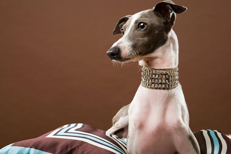 Active, agile and athletic, the Italian Greyhound makes a great companion - but they can be mischievous little dogs. 544 of them were registered last year.