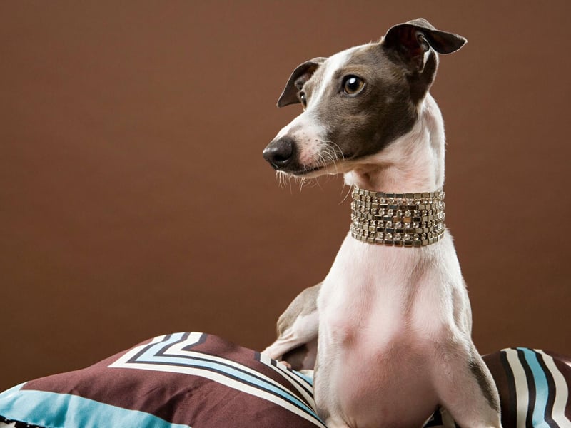 Active, agile and athletic, the Italian Greyhound makes a great companion - but they can be mischievous little dogs. 544 of them were registered last year.