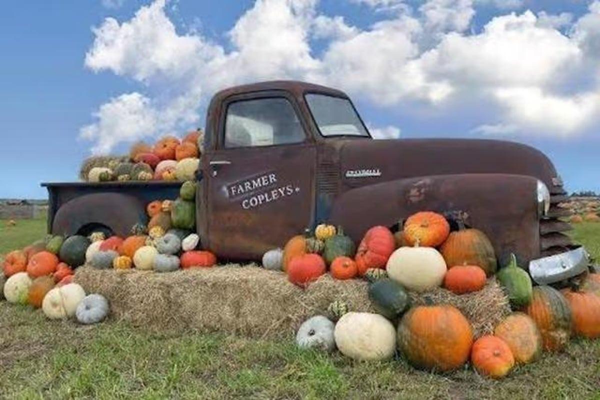 Just 30 minutes outside Leeds, Farmer Copley’s hosts one of the largest pumpkin festivals in the UK, with over 300,000 gourds across 40 varieties. 🎃 Ravensknowle Farm, Pontefract Road, Pontefract WF7 5AF