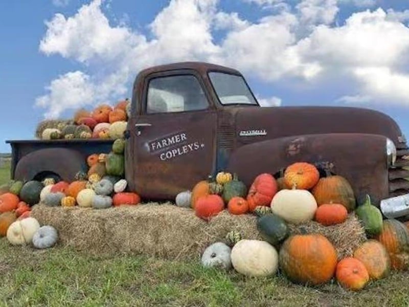 Just 30 minutes outside Leeds, Farmer Copley’s hosts one of the largest pumpkin festivals in the UK, with over 300,000 gourds across 40 varieties. 🎃 Ravensknowle Farm, Pontefract Road, Pontefract WF7 5AF