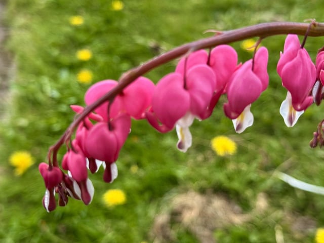 Bleeding heart looking good today by @JohnH14458271