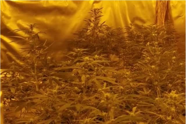 Police officers uncovered a cannabis factory in Barnsley today.