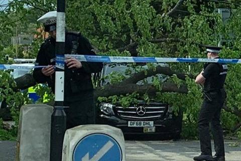 A moving taxi was stopped in its tracks by a falling tree on Cramond Road South.