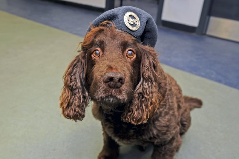 If you've seen the Dambusters you know every squadron needs a mascot and Cadet Harvey the spaniel is the 470's pride and joy