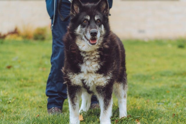 Mia, a nine-year-old husky, already understands many basic commands - if you're unsure about how to train a dog, Mia would make a great first impression.