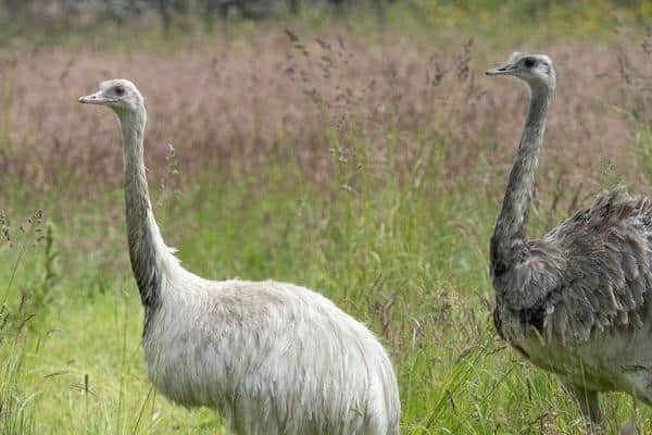 Albert and Pat, the new Rhea parents at the park