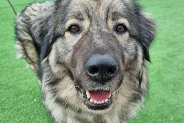 Faith, a large Mioritic Shepherd crossbreed, is looking for a very specific long-term foster home. Faith will be supported by Thornberry for the rest of her life and will require monthly vet visits. She is best suited to a rural home where she is the only pet. She is not suitable to live in a built-up area or with children. When she trusts you, Faith is described as the 'most amazing girl', who loves a cuddle and to play with toys.