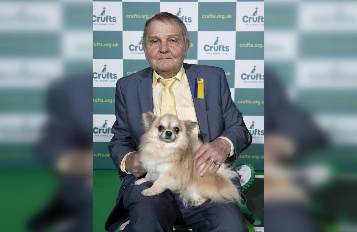 Crufts 2022: Rotherham man's long coat Chihuahua, OK, wins best of breed at  famous dog show | The Star