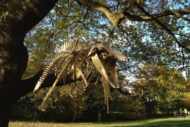 Sheffield biologist, Dave Clay, installed a whale skeleton in Endcliffe Park on Sunday, October 25.