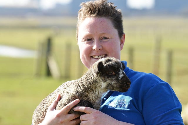 Cate Taylor-Teasdale (Reserve Volunteer) gives a health check to one of the new born mule lambs in the lambing field at Saltholme Nature Reserve in 2018.