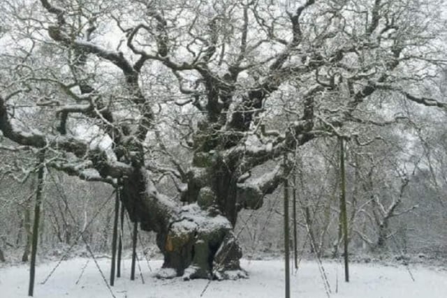The  1000 year old Major Oak  in Sherwood Forest which has been 'well and truly blessed' after a 'wassailing' an ancient ceremony, held in Sherwood Forest