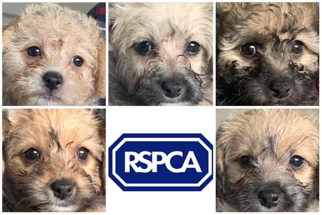 The RSPCA in Sheffield is seeking forever homes for this litter of adorable pups