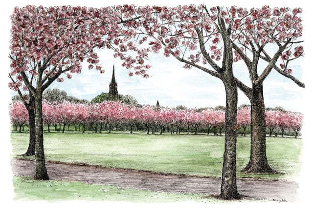This sketch of the blossom in the meadows I have used to raise awareness for Kindred Scotland a local charity who support families of children with additional needs, and have helped my family in the past. I continue to sell prints and cards from this image to raise funds for the great work they do.
