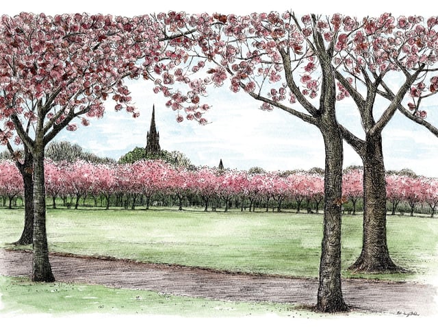 This sketch of the blossom in the meadows I have used to raise awareness for Kindred Scotland a local charity who support families of children with additional needs, and have helped my family in the past. I continue to sell prints and cards from this image to raise funds for the great work they do.