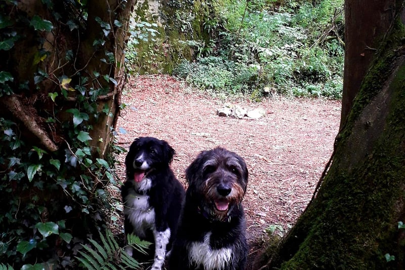 Hilary Backhouse said: "My two rescue boys Furby and Dylan. If it wasn't for them I probably wouldn't ever leave the house."