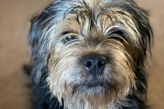 Stan the Border Terrier is eight months old. Owner Claire Michelle says that he has kept her going through the lockdowns.