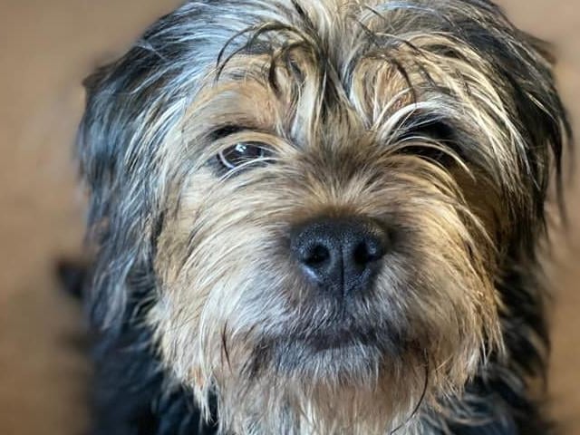 Stan the Border Terrier is eight months old. Owner Claire Michelle says that he has kept her going through the lockdowns.