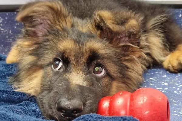 Animal rescue charity Helping Yorkshire Poundies is appealing for donations to cover Moose's vet bills after he made a recovery from canine parvovirus.